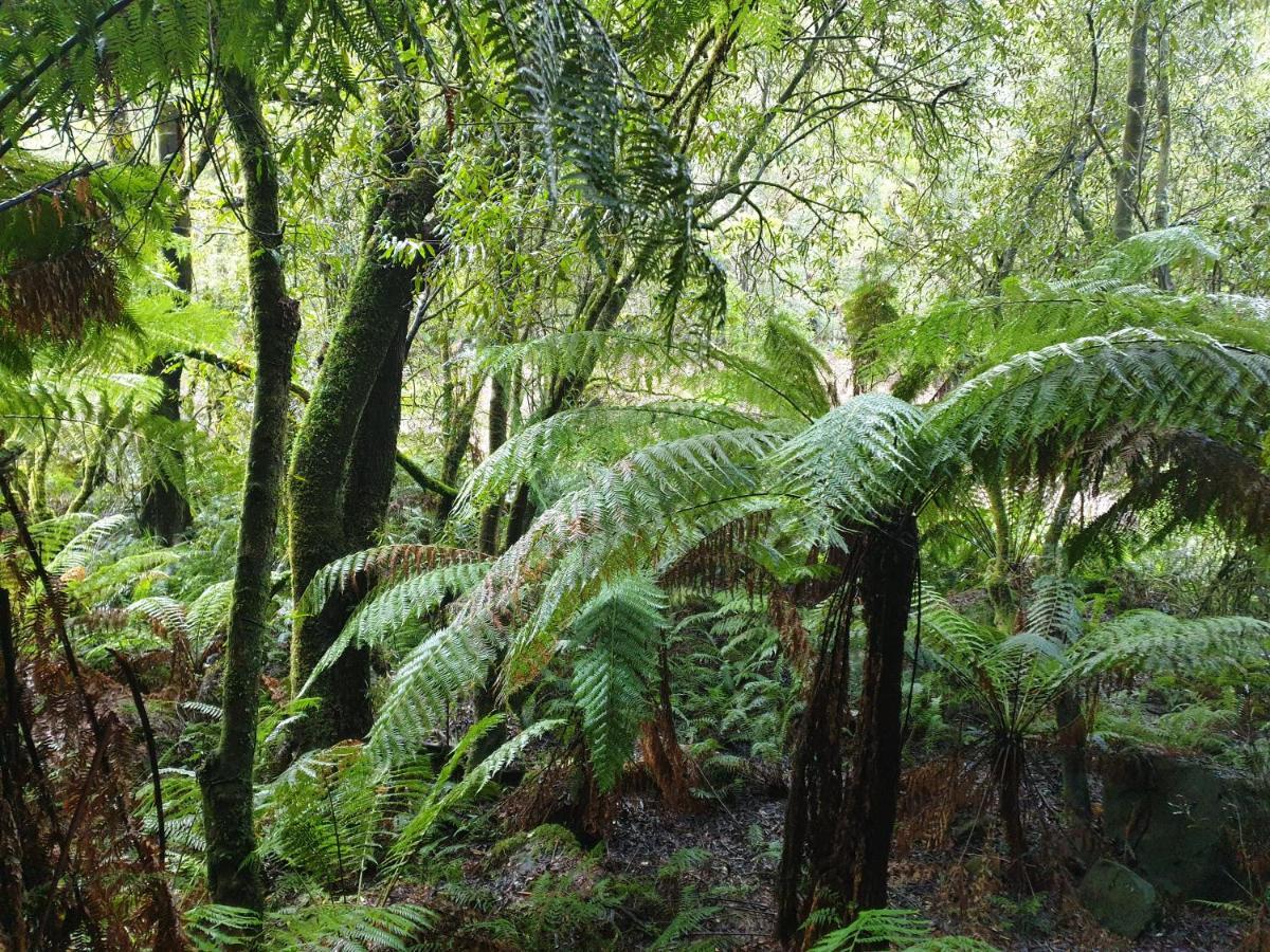 Cozy Otways Accommodation Beech Forest Extérieur photo