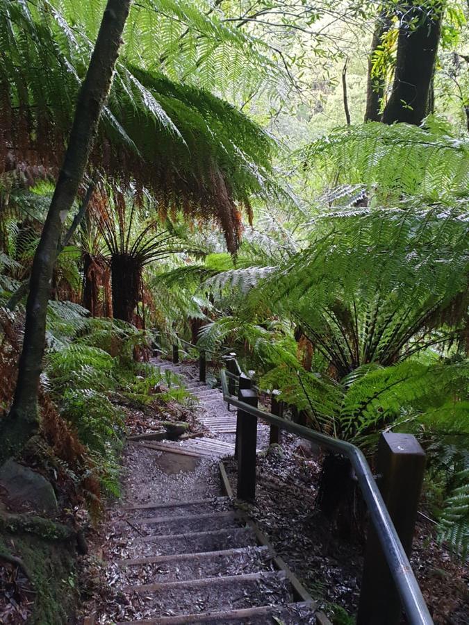 Cozy Otways Accommodation Beech Forest Extérieur photo